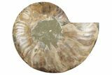 Cut & Polished Ammonite Fossil (Half) - Madagascar #191655-1